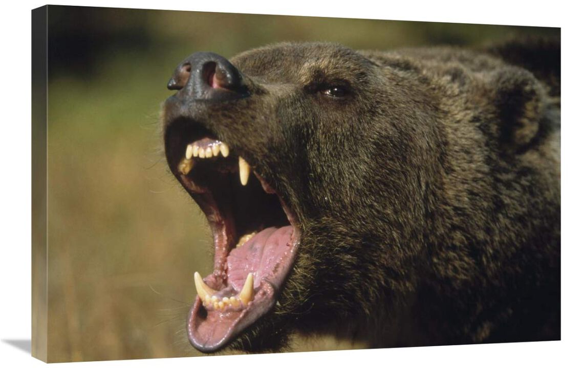 Grizzly Bear calling, North America-Canvas Art-30x20