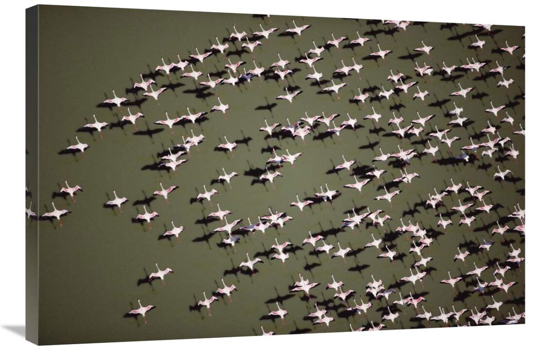 Lesser Flamingo group flock flying over a lake, Kenya-Canvas Art-36x24