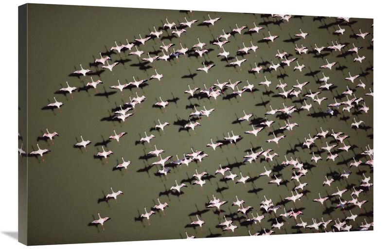 Lesser Flamingo group flock flying over a lake, Kenya-Canvas Art-36x24
