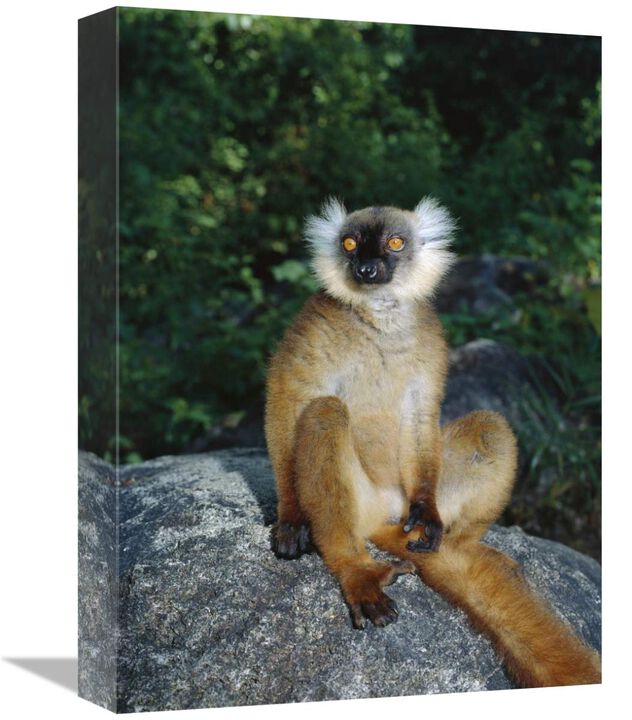 Black Lemur female, Nosy Komba, Madagascar-Canvas Art-12x16