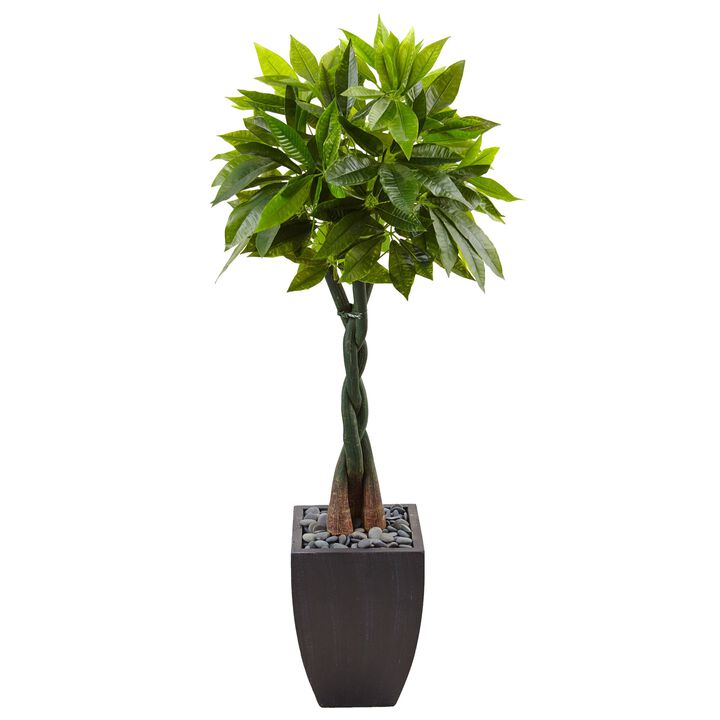 Hivvago 5 Feet Money Tree in Black Square Planter