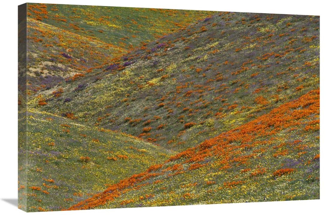 Wildflowers, Tehachapi Hills near Gorman, California-Canvas Art-30x20