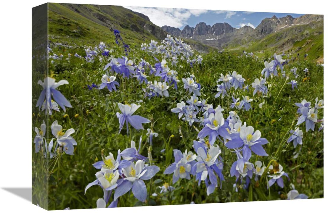Colorado Blue Columbine flowers in American Basin, Colorado-Canvas Art-16x12