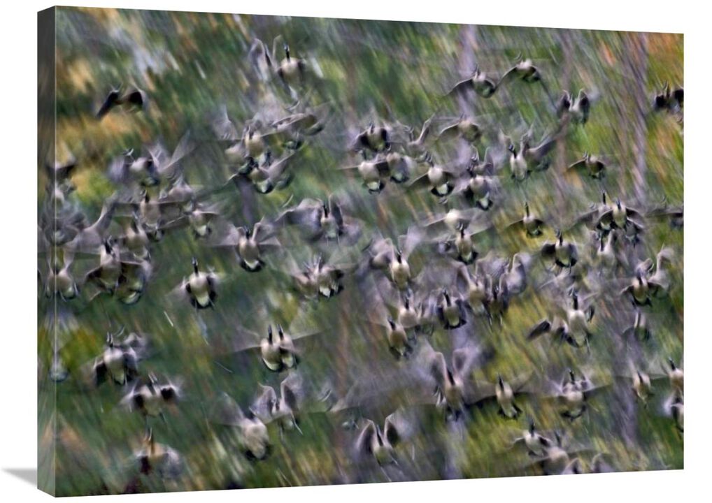 Canada Goose flock flying, North America-Canvas Art-32x24