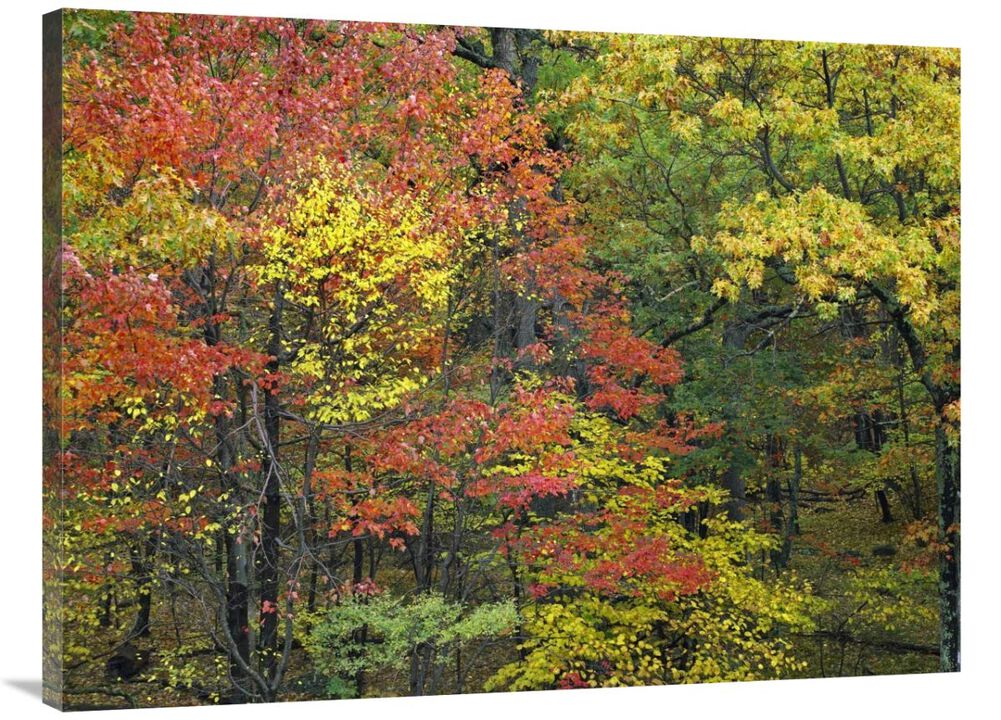 Fall foliage at Fishers Gap, Shenandoah National Park, Virginia-Canvas Art-40x30
