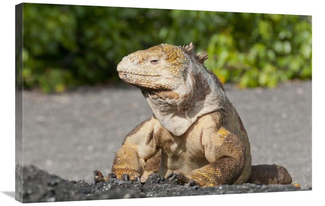 Galapagos Land Iguana basking, Galapagos Islands, Ecuador-Canvas Art-36x24