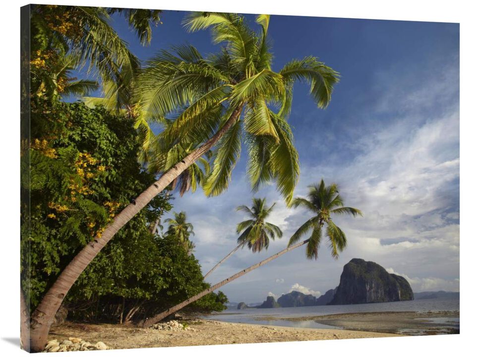 Palm trees, Pinagbuyutan Island, Palawan, Philippines-Canvas Art-40x30