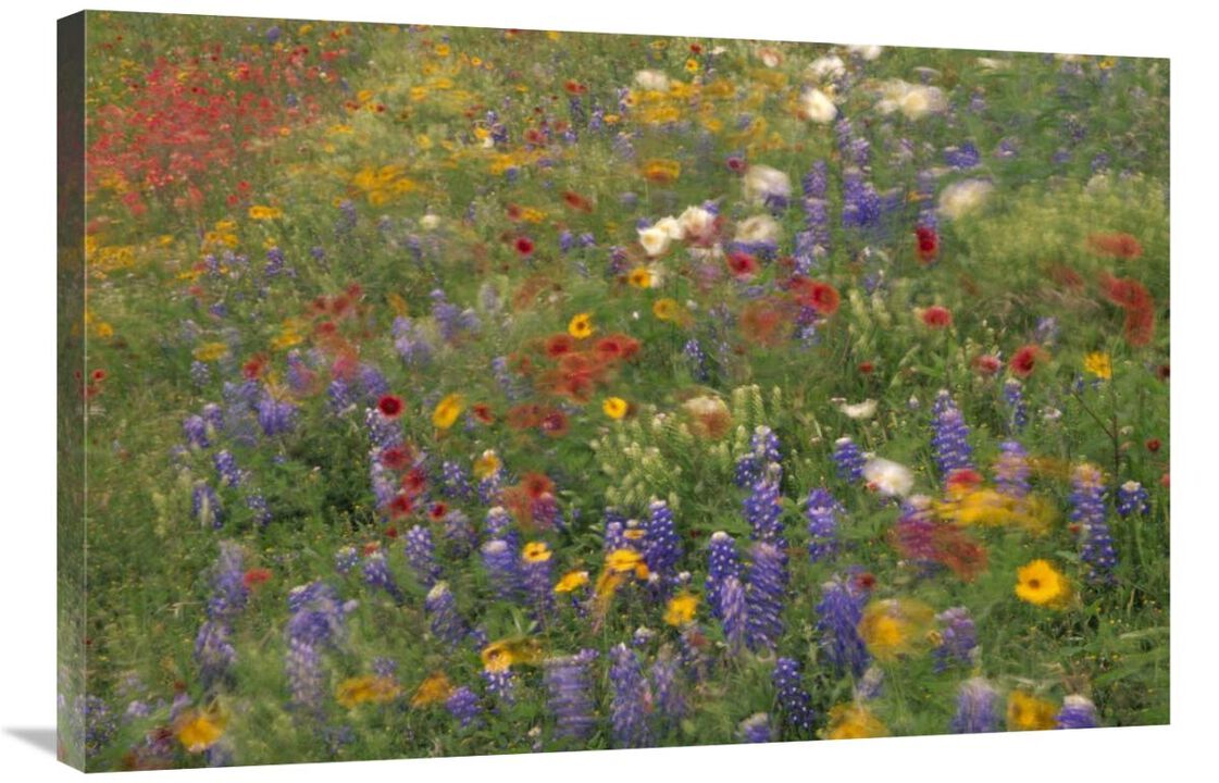 Wildflowers blowing in the wind, Hill Country, Texas-Canvas Art-36x24