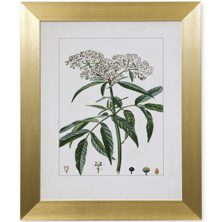 Antique Turpin Botanical VII