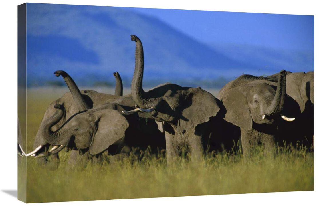 African Elephant herd sniffing the air, Kenya-Canvas Art-30x20