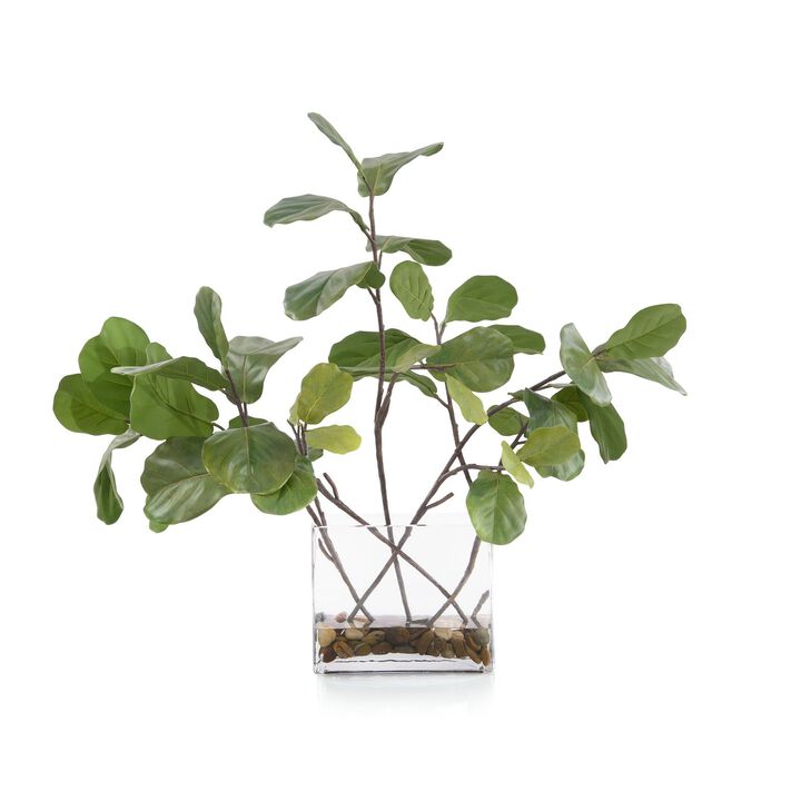 Garden Fig