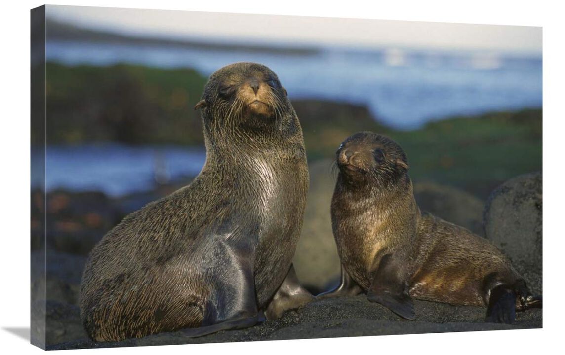 Galapagos Islands Fur Seal cow and pup, Cape Douglas, Galapagos Islands-Canvas Art-30x20