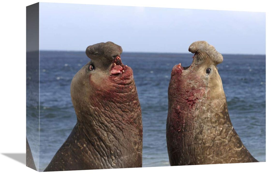 Southern Elephant Seal males competing, Falkland Islands-Canvas Art-16x12