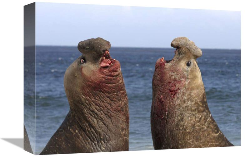 Southern Elephant Seal males competing, Falkland Islands-Canvas Art-16x12