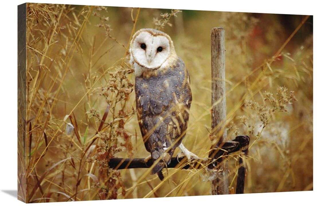 Barn Owl perching among dry grasses, British Columbia, Canada-Canvas Art-30x20
