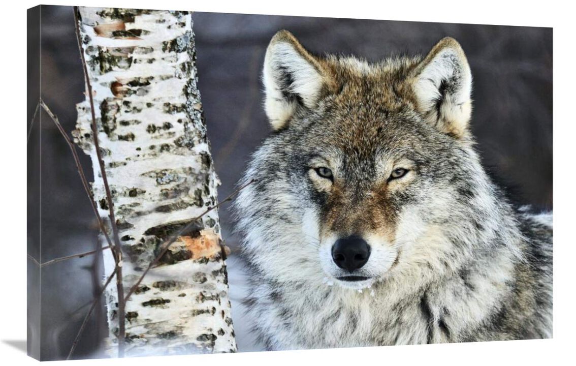 Gray Wolf portrait, Norway-Canvas Art-36x24