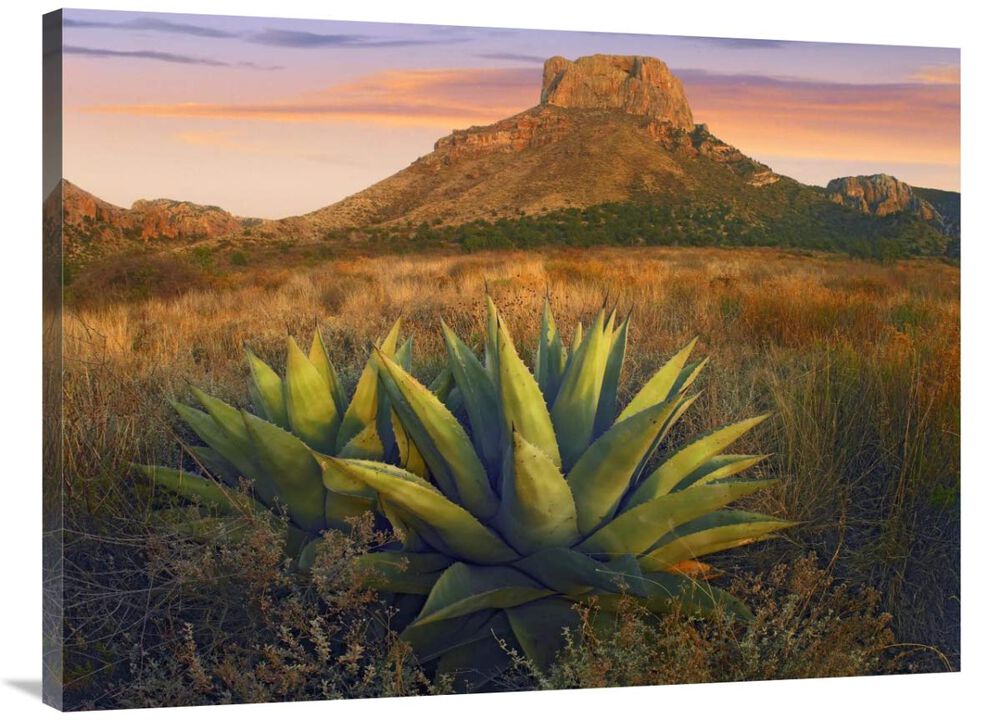 Casa Grande butte with Agave in foreground, Big Bend National Park, Texas-Canvas Art-40x30