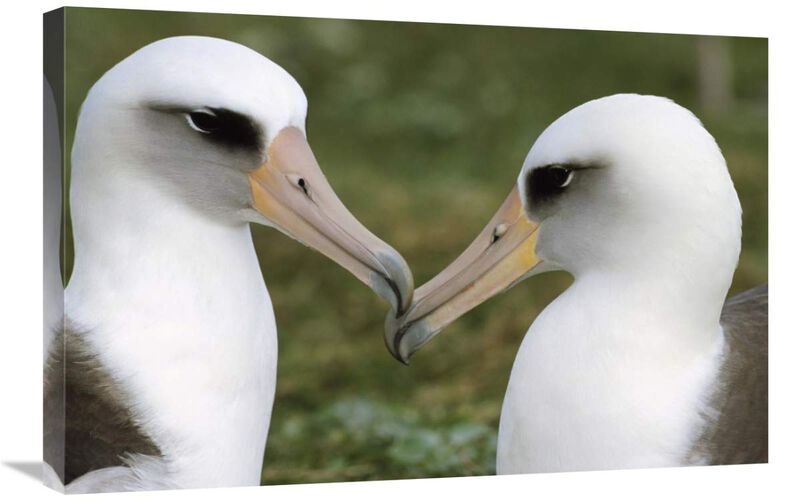 Laysan Albatross pair bonding, Midway Atoll, Hawaii-Canvas Art-30x20