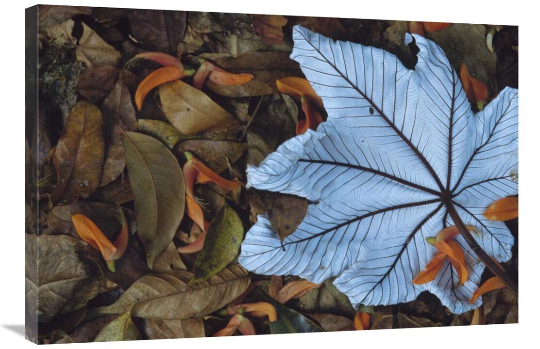 Cecropia leaf atop lobster claw petals on tropical rainforest floor, Mesoamerica-Canvas Art-36x24