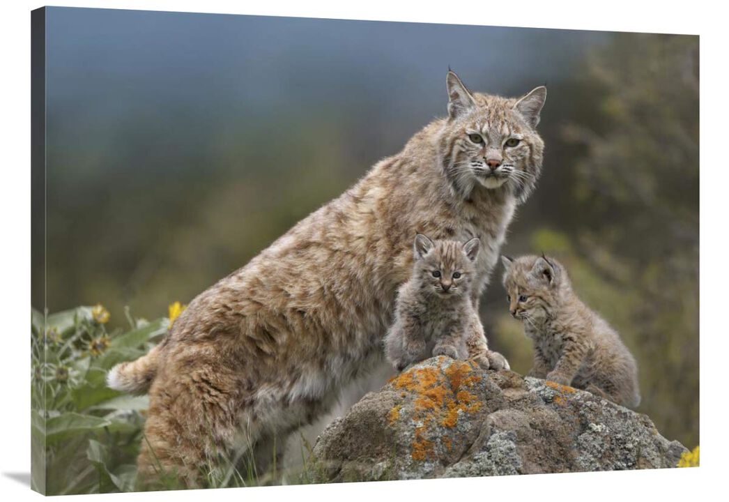 Bobcat mother and kittens, North America-Canvas Art-40x30