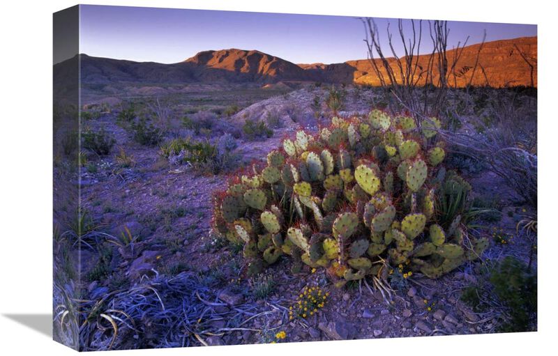 Opuntia in Chihuahuan Desert landscape, Big Bend National Park, Texas-Canvas Art-16x12