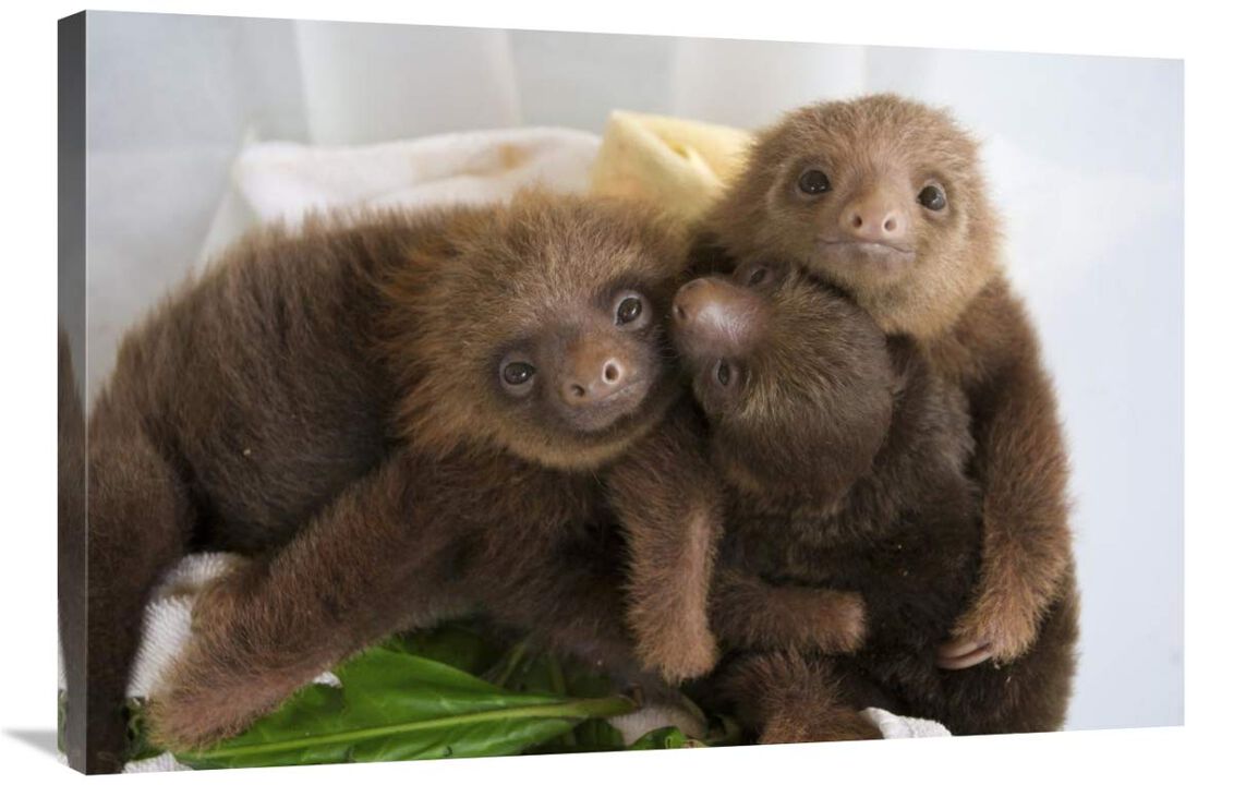 Hoffmanns Two-toed Sloth orphaned babies, Aviarios Sloth Sanctuary, Costa Rica-Canvas Art-36x24