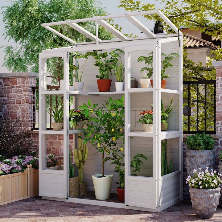 MONDAWE 78 inch Wooden Greenhouse Cold Frame with 4 Independent Skylights and 2 Folding Shelves, Walk-in Outdoor Greenhouse