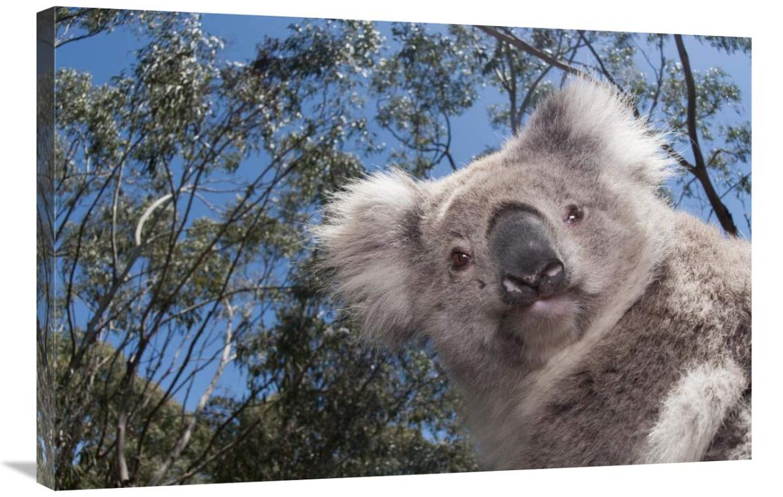 Koala in Gum Tree forest, Victoria, Australia-Canvas Art-36x24