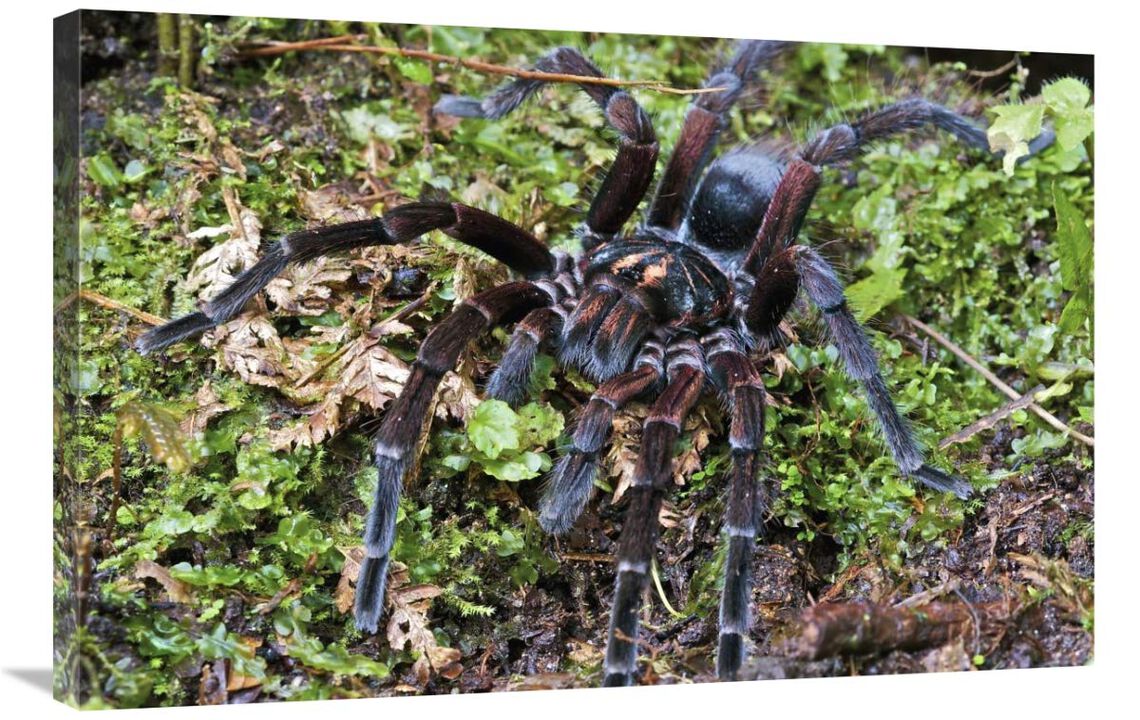 Tarantula male, Mindo, western slope of Andes, Ecuador-Canvas Art-36x24