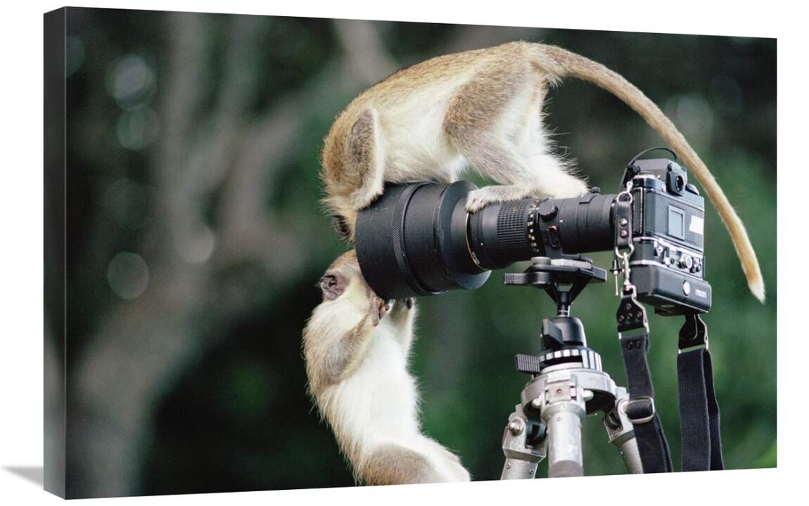 Black-faced Vervet Monkeys playing on camera and tripod, Barbados-Canvas Art-30x20
