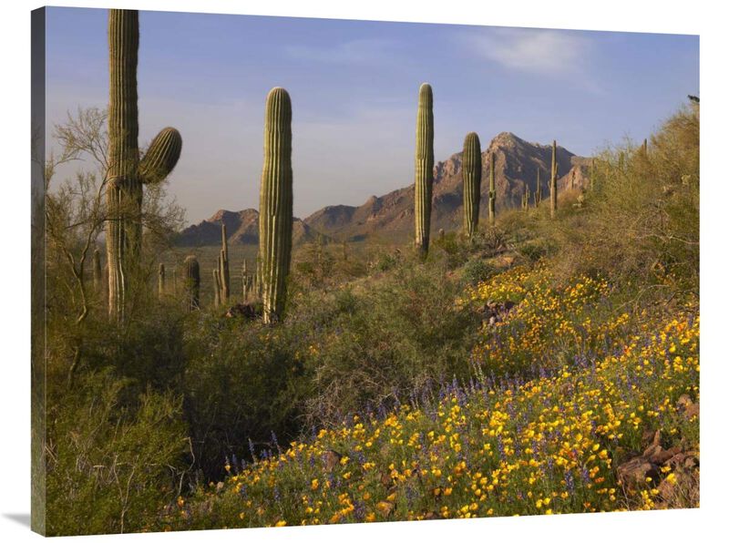 Saguaro cacti and California Poppy field at Picacho Peak State Park, Arizona-Canvas Art-40x30