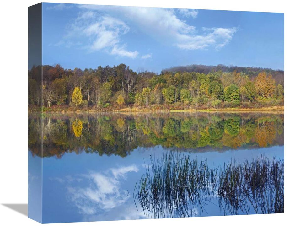 Deciduous forest along Lackawanna Lake, Ricketts Glen State Park, Pennsylvania-Canvas Art-16x14.08