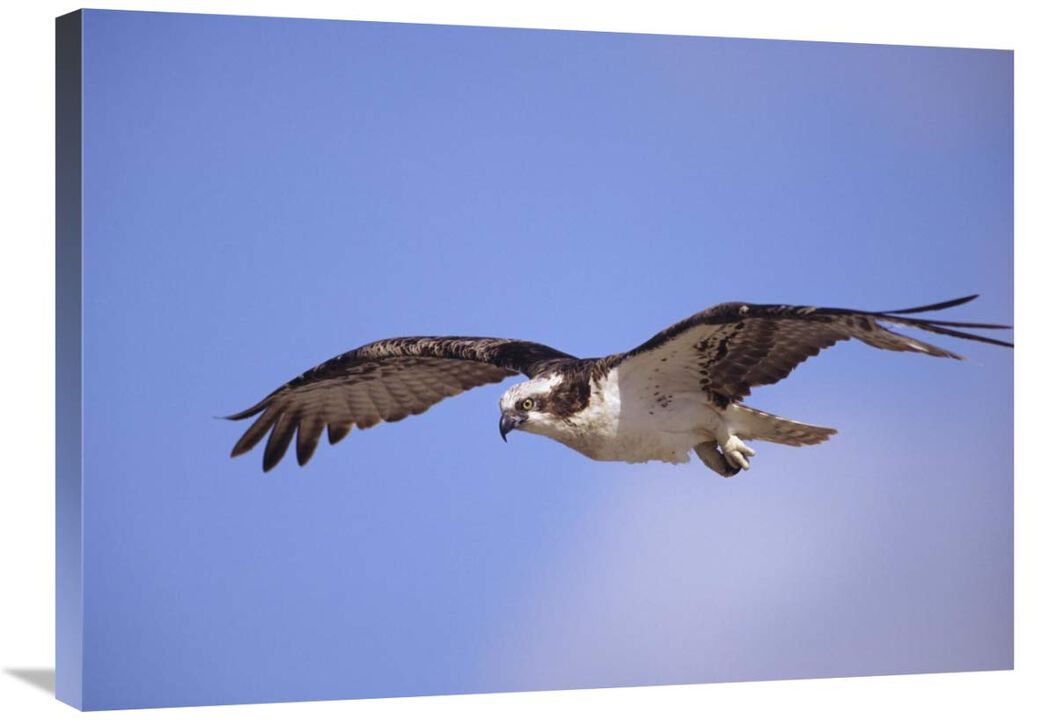 Osprey flying, North America-Canvas Art-32x24