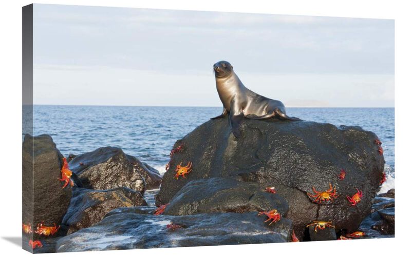 Galapagos Sea Lion pup on rock with Sally Lightfoot Crabs, Galapagos Islands, Ecuador-Canvas Art-30x20