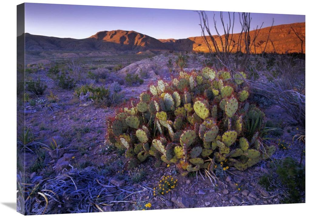 Opuntia in Chihuahuan Desert landscape, Big Bend National Park, Texas-Canvas Art-32x24