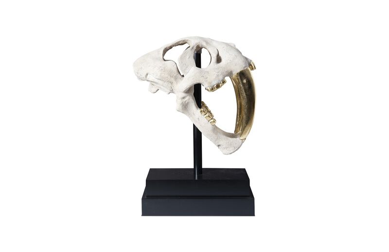 Saber Tooth Tiger Skull