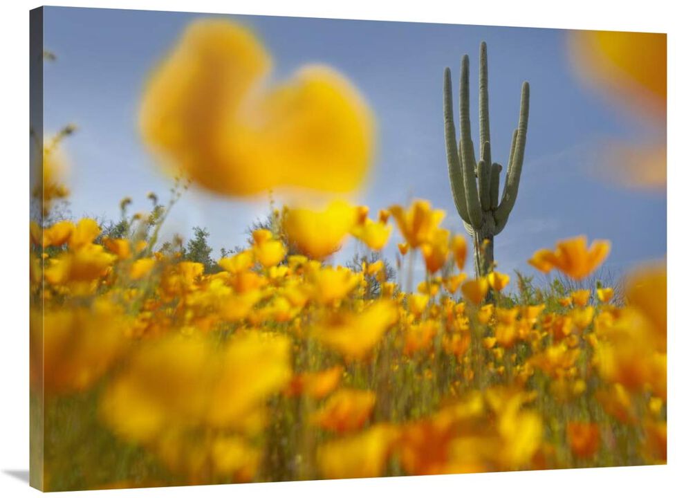 Saguaro cactus and California Poppy field at Gonzales Pass, Tonto National Forest, Arizona-Canvas Art-40x30