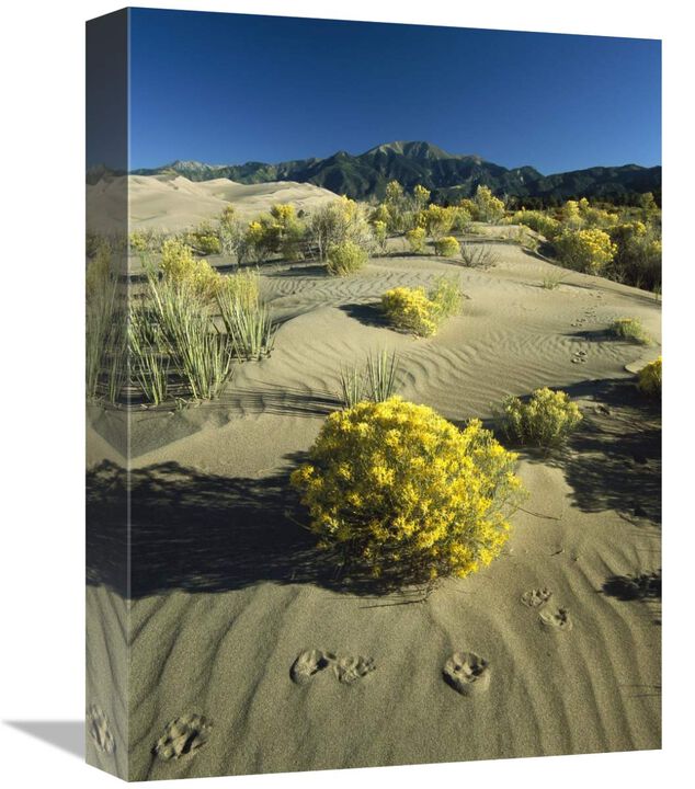 Coyote tracks and flowering shrubs, Great Sand Dunes, Colorado-Canvas Art-12x16