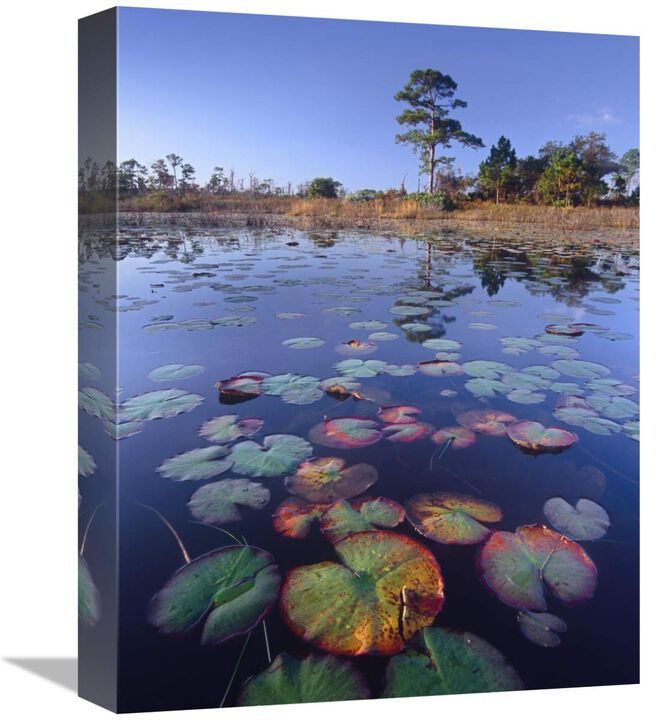 Waterlilies in pond, Jonathan Dickinson State Park near Hobe Sound, Florida-Canvas Art-12x16
