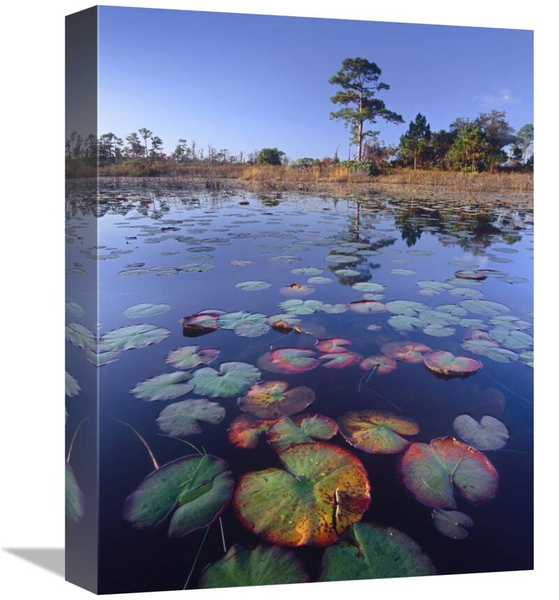 Waterlilies in pond, Jonathan Dickinson State Park near Hobe Sound, Florida-Canvas Art-12x16