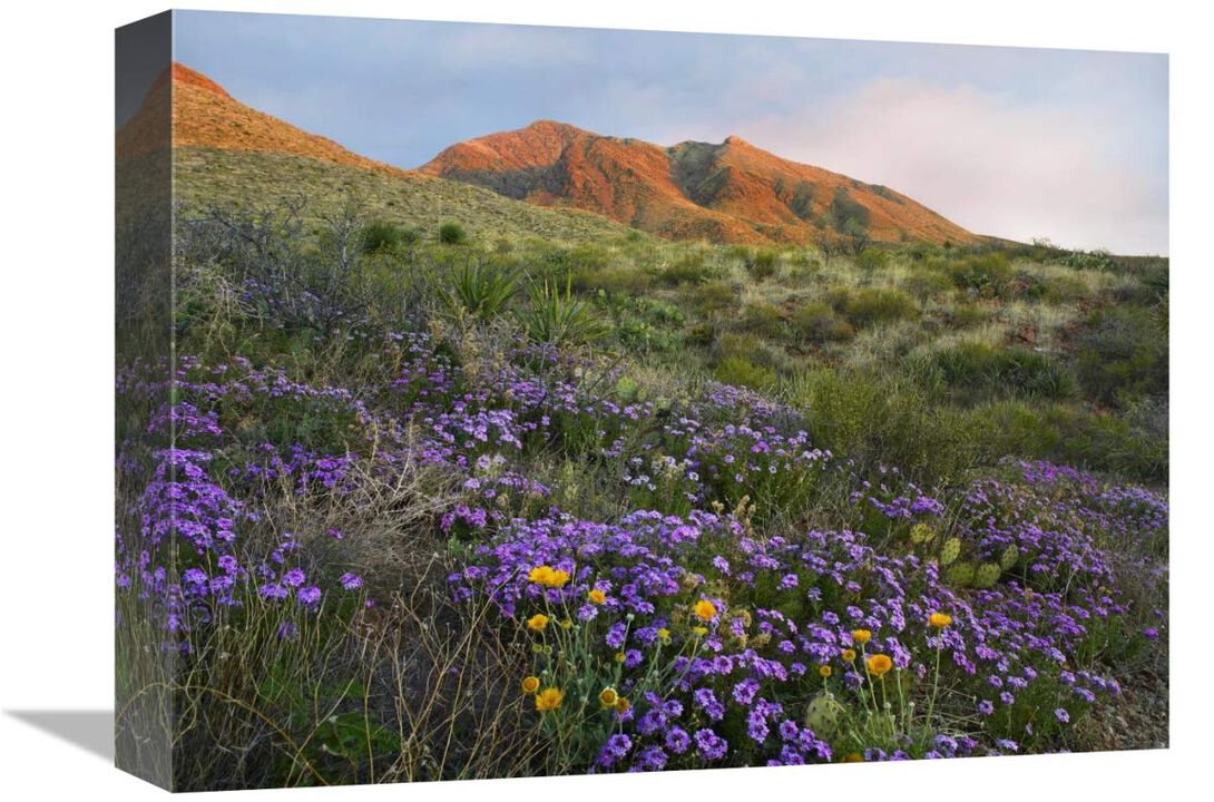 Herb of the Cross at Franklin Mountains State Park, Chihuahuan Desert, Texas-Canvas Art-16x12