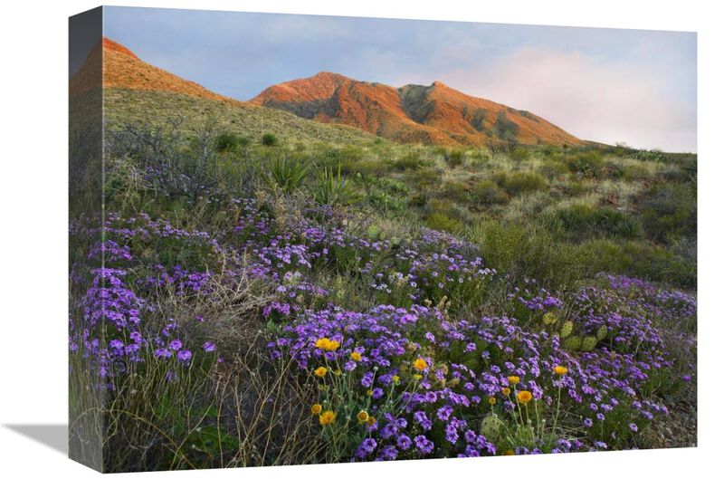 Herb of the Cross at Franklin Mountains State Park, Chihuahuan Desert, Texas-Canvas Art-16x12