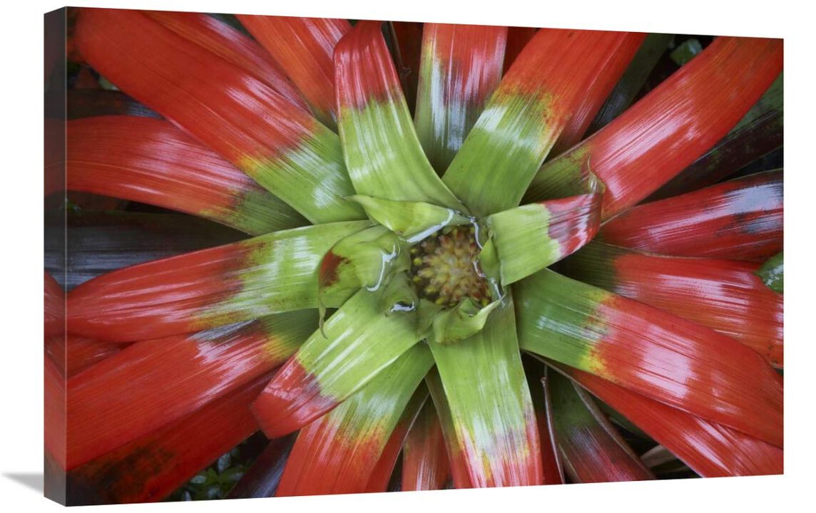 Bromeliad flower, Costa Rica-Canvas Art-30x20