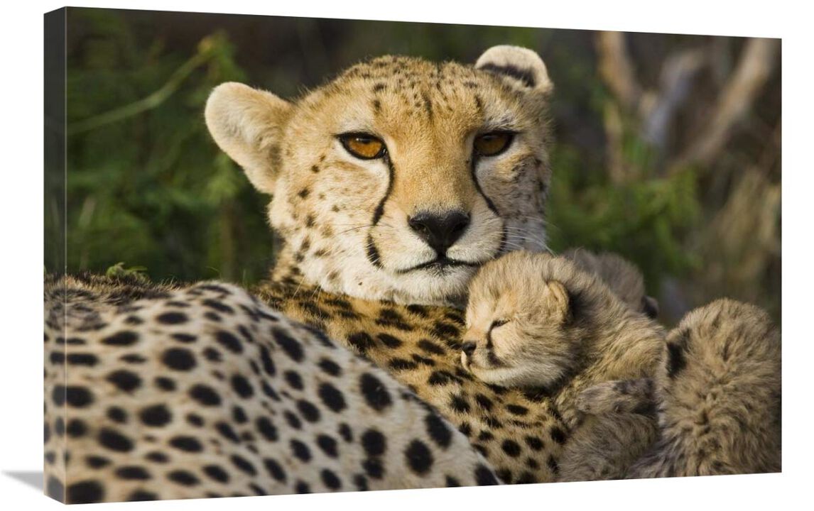 Cheetah thirteen day old cub resting against mother in nest, Maasai Mara Reserve, Kenya-Canvas Art-30x20