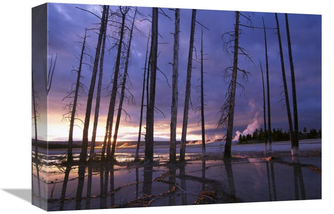 Dead trees in Lower Geyser Basin at sunset, Yellowstone NP, Wyoming-Canvas Art-16x12