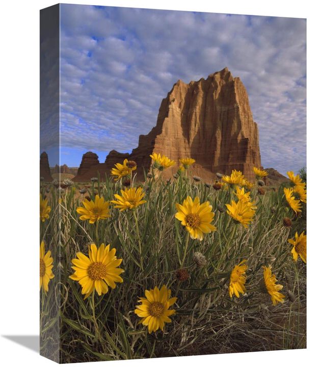 Temple of the Sun with Sunflowers, Capitol Reef National Park, Utah-Canvas Art-12x16