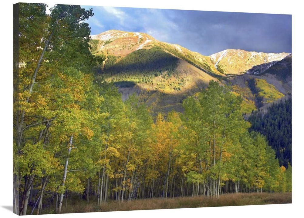 Quaking Aspen trees and Highland Peak, Colorado-Canvas Art-40x30