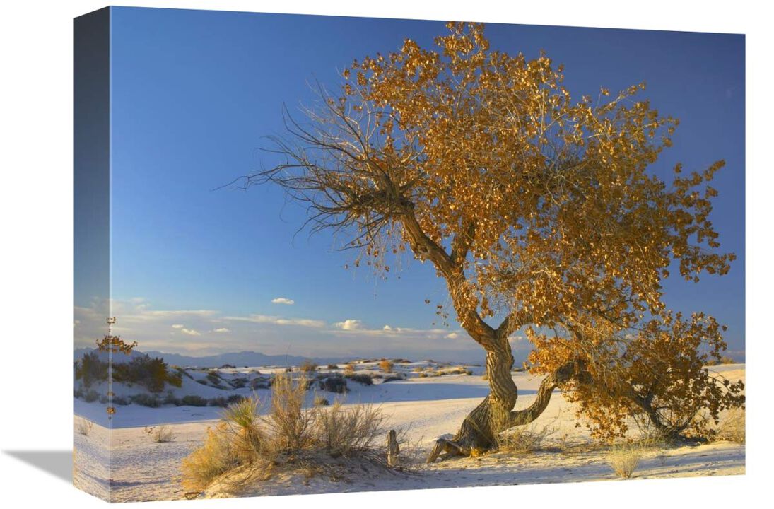 Fremont Cottonwood tree single tree in desert, White Sands National Monument, Chihuahuan Desert New Mexico-Canvas Art-16x12