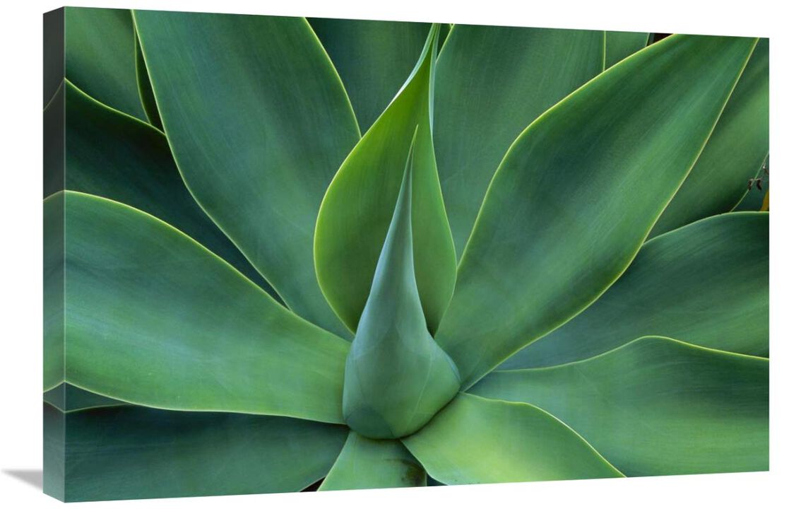 Fox Tail Agave leaves close up, succulent, native to the mountains of central Mexico-Canvas Art-30x20
