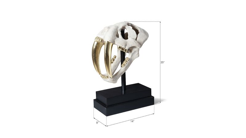 Saber Tooth Tiger Skull